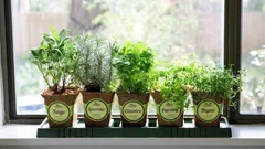 Mini orto sul davanzale: un’esperienza che ripaga in fretta